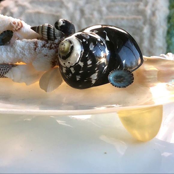Black Seashell Coral Seashell Soap Jewelry Holder - Picture 3 of 5
